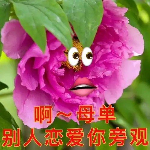  七夕孤寡七夕牡丹七夕布谷表情包