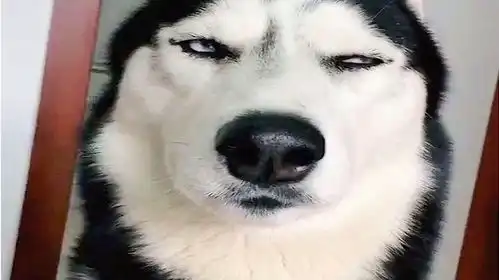  二哈到底是有多二呢