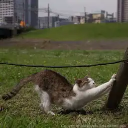  猫事打滚撒娇伸懒腰,这个摄影师拍街猫每张都能做成表情包