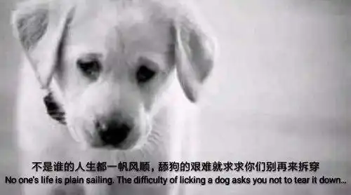  舔狗为何总是舔到最后一无所有,他们究竟差了什么