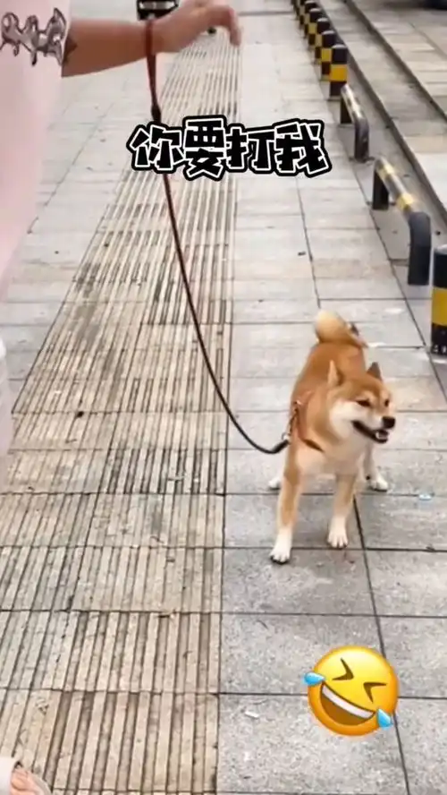  柴犬犯错误就要挨打,这小表情太萌了