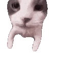 cc猫动态表情包qq表情