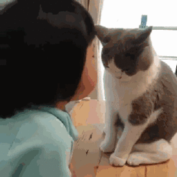  家猫犯错误在面壁思过,小主人打算上前安慰一下它,结果