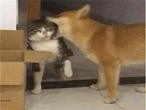  柴犬咬住猫咪脸,本以为血腥的场面却突然变了画风,是嘴太臭吗