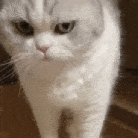  网红猫咪多宝猫咪表情包九