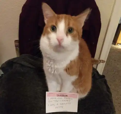  一群被迫认错的猫猫我错了,但下次还敢
