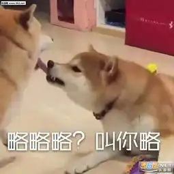  猫和狗的略略略表情让你略略略表情包下载乐游网游戏下载