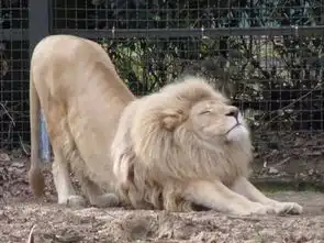 一波正在伸懒腰的翘屁嫩猫,每个都好可爱呀
