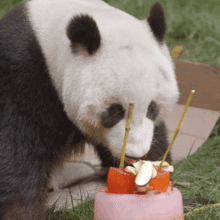  熊猫吃水果可爱gif动图动态图表情包下载soogif