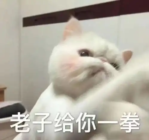  我家猫又抽搐了我就知道它又做梦了