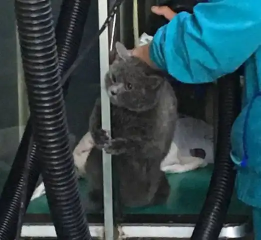  蓝猫到宠物店洗澡,害怕的抱住柱子不撒手,一脸绝望的表情亮了
