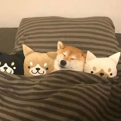  没有什么吸柴犬解决不了的烦恼,如果有,那就多吸几口