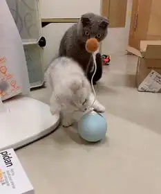  主人买了个电动逗猫棒,银渐层玩得开心,一旁蓝猫的表情是亮点