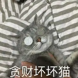  péngyúyàn惊现锡城壕气网红喵女主花费数百万元为爱猫庆生