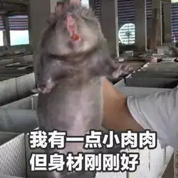  今日份快乐源泉吃竹鼠的一百种理由