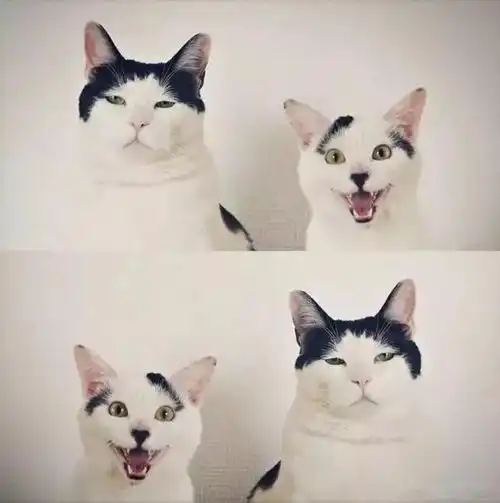 史上最丧猫咪它的室友可不这样说
