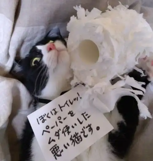 我错了下次还敢表情包道