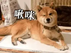  柴犬一直被称为行走的表情包,牠们总能在不经意间做出有趣的表情