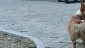  柯基一个人在家居然是这样又软萌又可爱,居然还扮表情包自嗨