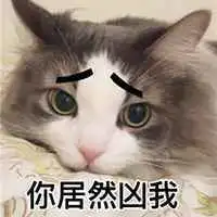  猫咪乖巧表情包微信头像图片大全