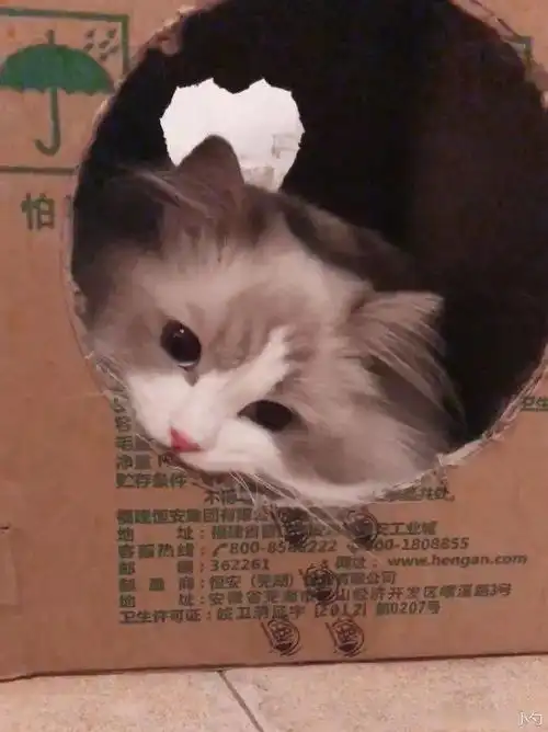  网友给了猫一个箱子,猫竟高兴到表情管理失败,哈哈...