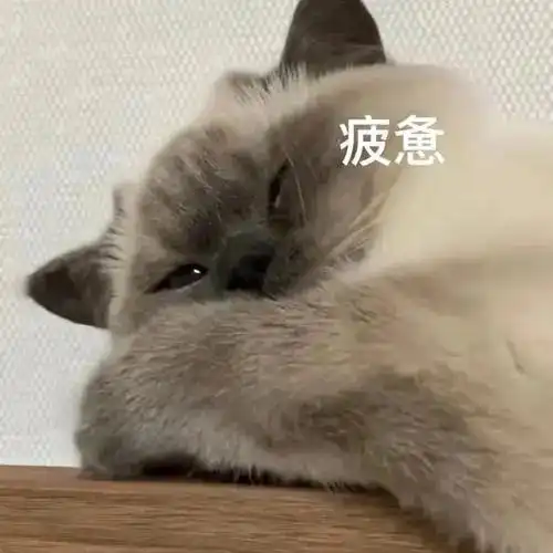  猫兄弟先天笨拙,被主人撵出家门,最终幸运找到快乐老家