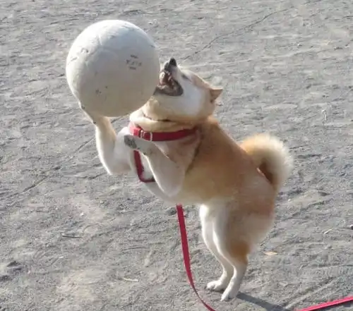 帮我关下灯表情包柴犬狗