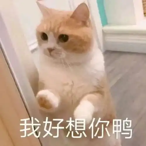  可爱猫猫表情包一我好想你鸭