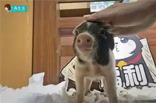 手游新闻一个养猪游戏探访小森生活动物世界齐名游戏网