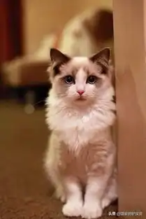  你不知道的网红布偶猫