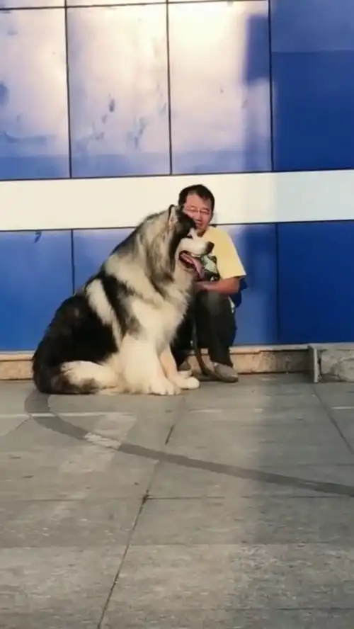  阿拉斯加这侧影也是没谁了,感觉养这样的宠物,好有安全感呀