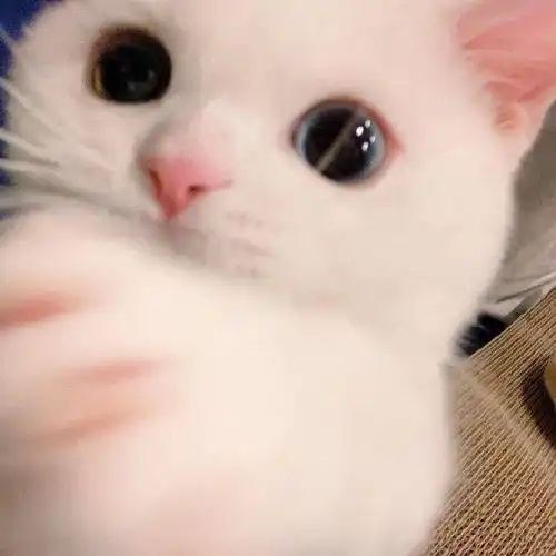  网红猫咪小奶猫蛋崽表情包