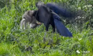  野兔在乌鸦爪下露出惊恐表情,却无法逃脱乌鸦的捕食