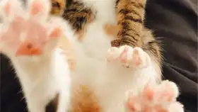  猫咪猫咪伸懒腰