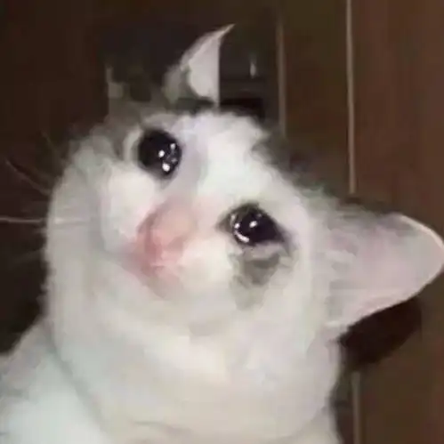 猫咪开心表情包台风