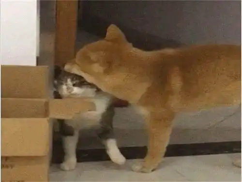  柴犬咬住猫咪脸,本以为血腥的场面却突然变了画风,是嘴太臭吗