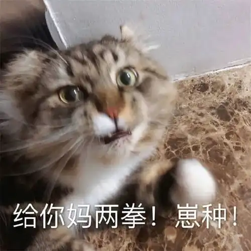  表情包沙雕猫咪聊天表情包你聊不动的天让小猫来