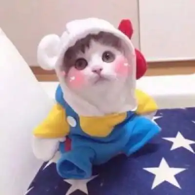  猫猫头像高清可以当头像的猫图片