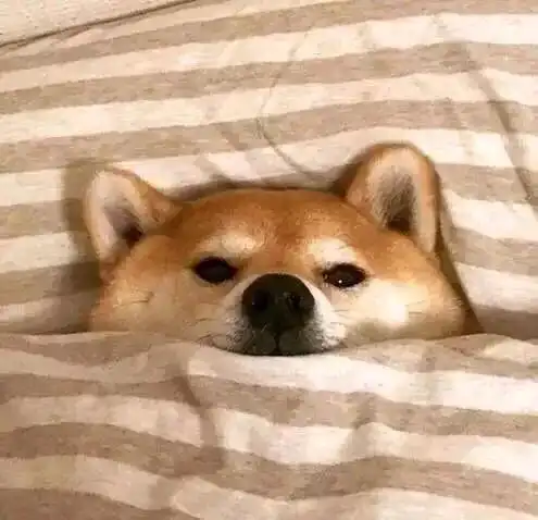 帮我关下灯表情包柴犬晚