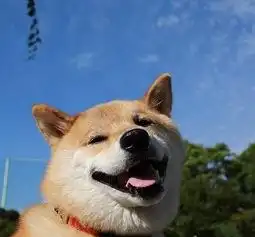 柴犬狗表情包