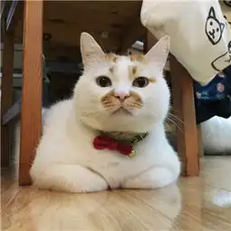  网红猫楼楼是谁的猫网红猫楼楼怎么了网红猫楼楼海量表情包
